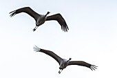 Flight study of cranes, birds of luck, birds, flying cranes, autumn, Linum, Linumer Bruch, Brandenburg, Germany