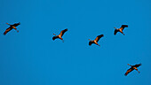 Fliegende Kraniche in der Abendsonne, Sonnenuntergang, Kranichfamilie, Vögel des Glücks, Vogelzug, Vogel-Silhouette, Flugstudie, Vogelbeobachtung, Kranichbeobachtung, Linum, Linumer Bruch, Brandenburg, Deutschland