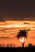 Sonnenuntergang vor Baum-Silhouette, Apfelbäume, Roter Himmel, Herbsthimmel, Wolkenformation, Linum, Linumer Bruch, Brandenburg, Deutschland