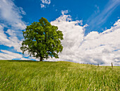 tree out in the open, Machtlfing, Bavaria, Germany