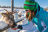 Rentiere füttern in Pyhä, Pyhä-Luosto National Park, finnisch Lappland