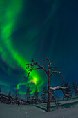 Nordlichter und Sternenhimmel über den Bäumen des Pyhä-Luosto Nationalpark, finnisch Lappland