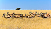 Springbockherde im Savannengras, Etosha Nationalpark, Namibia, Afrika