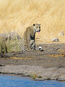 Leopard am Wasserloch, Etosha Nationalpark, Namibia, Afrika