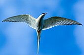 arctic tern in flight at the south coast of iceland