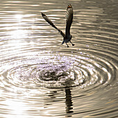 Eine Möwe beim start von der Wasseroberfläche im Gegenlicht, Ostfjorde, Island