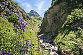 Long Distance Hiking, Mountain Landscape, Watercourse, Mountain River, Gorge, Hiking Holiday, Nature, Summer Flowers, Alpine Meadow, Hiking Trails, Allgaeu, Alps, Bavaria, Oberstdorf, Germany, Alps, Germany