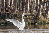 Spreewald Biosphere Reserve, Brandenburg, Germany, Water Hiking, Kayaking, Recreation Area, Wilderness, River Landscape, Swan spreading its wings, Mute Swan, Swans, Birds