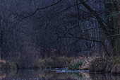 Spreewald Biosphere Reserve, Brandenburg, Germany, Kayaking, Recreation Area, Wilderness, River Landscape, Nature Trail, Deciduous Forest, Deciduous Trees, Beech Grove, Beech, Winter Landscape, Moss, Dawn