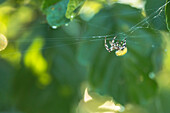 Spreewald Biosphere Reserve, Brandenburg, Germany, recreational area, spider spinning a cobweb, Indian summer