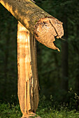 Biosphere Reserve Spreewald, Germany, Brandenburg, Spreewald, recreational area, wilderness, beaver damage to trees