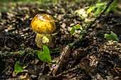 Spreewald biosphere reserve, Germany, forest, deciduous forest, wilderness, boletus mushroom, edible mushroom, noble mushroom, mushroom picking