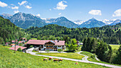 Germany, Bavaria, Alps, Oberallgaeu, Oberstdorf, Summer landscape, Summer holidays, Summer holidays, Family holidays, Hiking, Mountains, Mountain panorama, Cows on the pasture, Farm