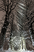 Germany, Bavaria, Alps, Oberallgaeu, Oberstdorf, Winter landscape at night, Winter holidays, Winter hiking trail, Snowfall, Row of trees during snowfall