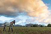 horse, Mogotes and tobacco fields in Vinales, climbing region, loneliness, countryside, beautiful nature, family travel to Cuba, parental leave, holiday, time-out, adventure, National Park Vinales, Vinales, Pinar del Rio, Cuba, Caribbean island