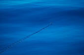 Ein fliegender Fisch gleitet über tiefblaues Wasser und hinterlässt wiederholte 'S' -Formen in der ruhigen See zwischen Indonesien und Borneo, Südchinesisches Meer, nahe Indonesien, Asien