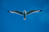 A black-legged kittiwake (Rissa tridactyla) flies overhead against blue skies, Tyuleny Island (Ostrov Tyuleniy), Sea of Okhotsk, Russia, Asia