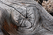 Detail eines Knotens in einem Stück grauem Treibholz, Kap Kekurny, Kamtschatka, Russland, Asien