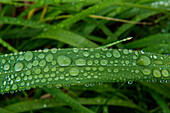 Dewdrops cover a blade of grass, Attu Island, Near Islands, Aleutian Islands, Alaska, USA, North America