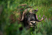 A muskox (Ovibos moschatus) forages among high grass and bushes, Nome, southern Seward Peninsula, Alaska, USA, North America