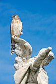 A falcon on a grave stone at Waverley Cemetery, Sydney, New South Wales, Australia