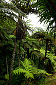 Baumfarne im Norfolk Island National Park, Australien