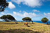 Windgebäugte Bäume am Point Howe ganz im Norden der Insel, Australien