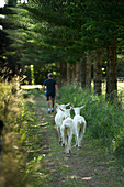 Goats at the Hilli Goat Farm in the north-west of the island enjoy a carefree life, Australia
