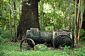 A historic steam engine reminds of the times when the forests of the island were logged, Australia