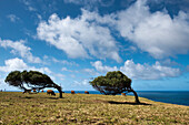 Windgebäugte Bäume am Point Howe ganz im Norden der Insel, Australien
