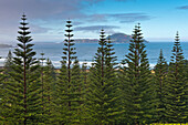 Reforestation with endemic Norfolk island Pines in the south of the island, Australia