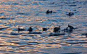 a group of bottle nose dolphins off the south coast of Tasmania, Tasmania, Austalia