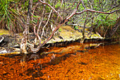 Tannin stained creek at Port Davey in the Soutwest National Park, Tasmania, Austalia