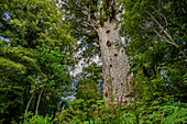 Kauri tree in Kauri Forest, Waipoua Forest, Northland Region, North island, New Zealand