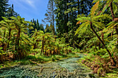 Stream flowing through forest with tree ferns, Redwood Forest, Whakarewarewa Forest, Rotorua, Bay of Plenty, North island, New Zealand