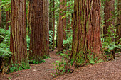Track leading through forest with redwood trees, Redwood Forest, Whakarewarewa Forest, Rotorua, Bay of Plenty, North island, New Zealand