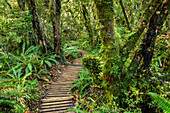 Weg mit Treppen führt durch Wald mit Farnen, Mangorai Track, Aufstieg Pouakai Hut, Mount Egmont, Egmont Nationalpark, Taranaki, Nordinsel, Neuseeland