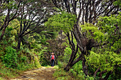 Frau wandert auf Abel Tasman Coastal Track durch Wald, Abel Tasman Coastal Track, Great Walks, Abel Tasman Nationalpark, Tasman, Südinsel, Neuseeland