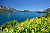 Gelbe Lupinen mit Lake Wakatipu, Lake Wakatipu, Queenstown-Lake District, Otago, Südinsel, Neuseeland