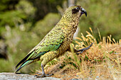 Kea taking a huge step, Nestor notabilis, Mountain parrot, South island, New Zealand