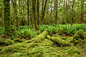 Buchenwald mit Moos und Farnen, Fiordlands Nationalpark, UNESCO Welterbe Te Wahipounamu, Southland, Südinsel, Neuseeland