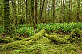 Beech forest with moss and ferns, Fiordland National Park, UNESCO Welterbe Te Wahipounamu, Southland, South island, New Zealand