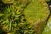 Korbblütler und Moos, Kepler Track, Great Walks, Fiordlands Nationalpark, UNESCO Welterbe Te Wahipounamu, Southland, Südinsel, Neuseeland
