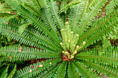 Fern, Fiordland National Park, UNESCO Welterbe Te Wahipounamu, Southland, South island, New Zealand