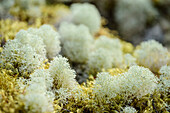 Irisch Moos, Fiordlands Nationalpark, UNESCO Welterbe Te Wahipounamu, Southland, Südinsel, Neuseeland