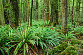 Beech forest with ferns, Fiordland National Park, UNESCO Welterbe Te Wahipounamu, Southland, South island, New Zealand