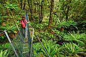 Woman hiking on suspension bridge through forest with fern trees, Hump Ridge, Hump Ridge Track, Fiordlands National Park, UNESCO world heritage Te Wahipounamu, Southland, South island, New Zealand