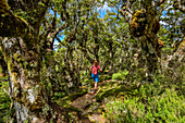 Woman hiking through beech forest, Hump Ridge, Hump Ridge Track, Fiordlands National Park, UNESCO world heritage Te Wahipounamu, Southland, South island, New Zealand