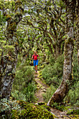 Woman hiking through beech forest, Hump Ridge, Hump Ridge Track, Fiordlands National Park, UNESCO world heritage Te Wahipounamu, Southland, South island, New Zealand