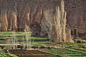 Felder im Dezember inTamtattouchte in der Todra Schlucht, Lehmbau Häuser, Menschen auf dem Feld bei der Arbeit, Hoher Atlas, Marokko